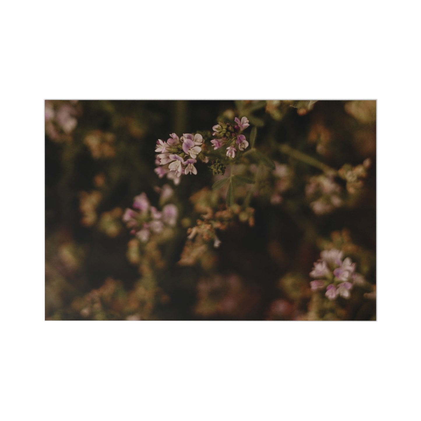POSTCARDS - PURPLE FLORALS