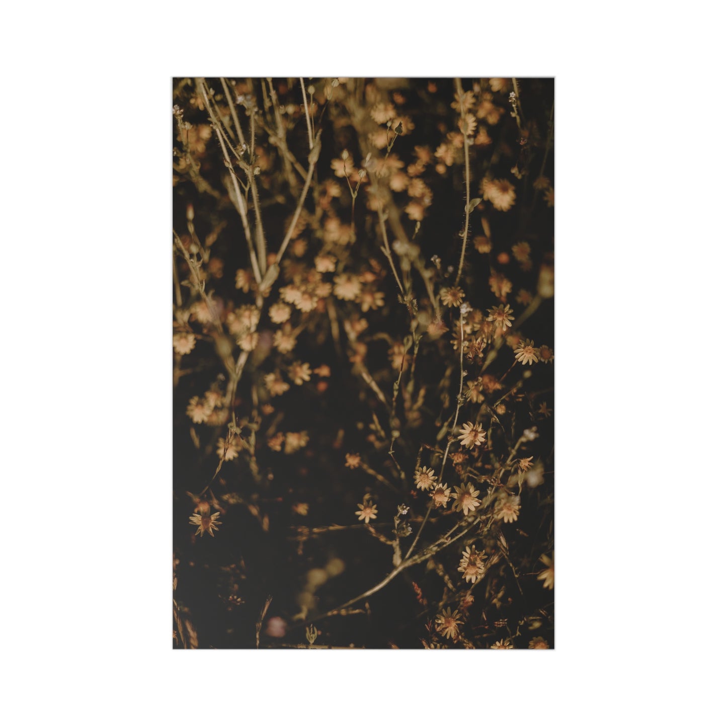 POSTCARDS - YELLOW FLORALS